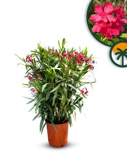 Czerwony Oleander - Nerium oleander - 80-100 cm