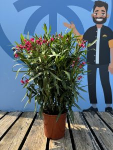 Czerwony Oleander - Nerium oleander - 80-100 cm