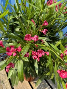 Czerwony Oleander - Nerium oleander - 80-100 cm