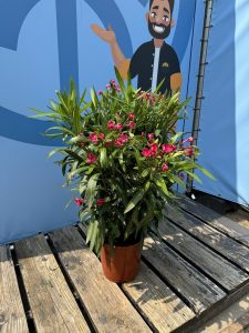 Czerwony Oleander - Nerium oleander - 80-100 cm