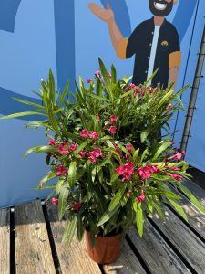 Czerwony Oleander - Nerium oleander - 80-100 cm