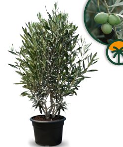 Krzew oliwny - Olea europaea - 140-160 cm - Mrozoodporny do -18°C