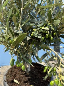 Krzew oliwny - Olea europaea - 140-160 cm - Mrozoodporny do -18°C