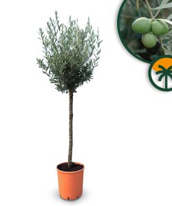 Drzewo oliwne - Olea europaea - 10 lat - 160 cm