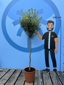 Drzewo oliwne - Olea europaea - 10 lat - 160 cm