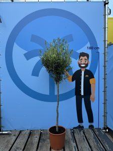 Drzewo oliwne - Olea europaea - 10 lat - 160 cm