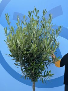 Drzewo oliwne - Olea europaea - 10 lat - 160 cm