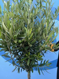 Drzewo oliwne - Olea europaea - 10 lat - 160 cm