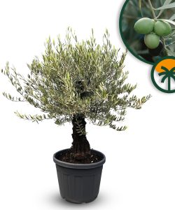 Drzewo oliwne - Olea europaea - Bonsai - 50 lat - 170 cm