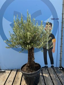 Drzewo oliwne - Olea europaea - Bonsai - 50 lat - 170 cm