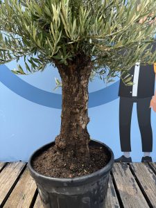Drzewo oliwne - Olea europaea - Bonsai - 50 lat - 170 cm