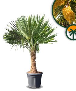 Palma - Trachycarpus fortunei - 30-40 cm