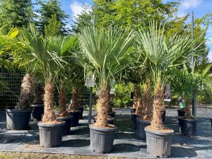 Palma - Trachycarpus fortunei - 30-40 cm