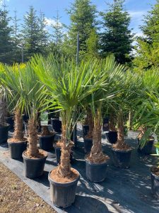 Palma - Trachycarpus fortunei - 30-40 cm