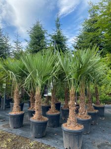 Palma - Trachycarpus fortunei - 30-40 cm