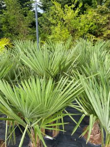 Palma - Trachycarpus fortunei - 30-40 cm