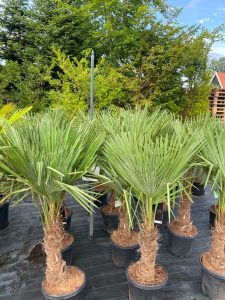 Palma - Trachycarpus fortunei - 30-40 cm