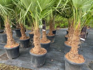 Palma - Trachycarpus fortunei - 30-40 cm