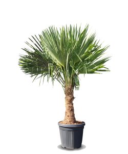 Palma - Trachycarpus fortunei - 30-40 cm