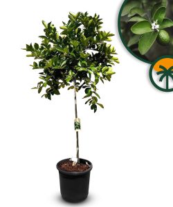 Limoenboom - Citrus latifolia - 160 cm