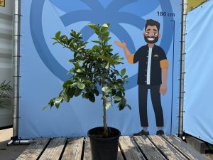 Limoenboom - Citrus latifolia - 160 cm