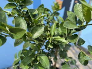 Limoenboom - Citrus latifolia - 160 cm