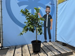 Limoenboom - Citrus latifolia - 160 cm