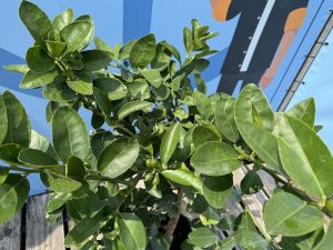 Limoenboom - Citrus latifolia - 160 cm