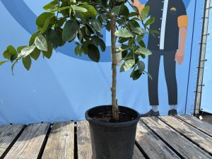 Limoenboom - Citrus latifolia - 160 cm