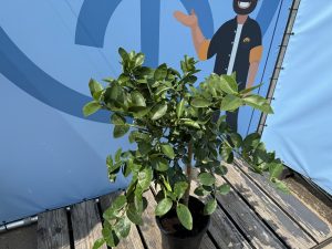 Limoenboom - Citrus latifolia - 160 cm