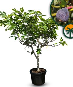 Drzewo figowe - Ficus carica - 220 cm - 30 lat