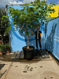 Drzewo figowe - Ficus carica - 220 cm - 30 lat