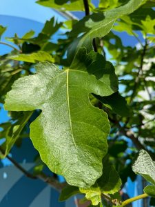 Drzewo figowe - Ficus carica - 220 cm - 30 lat
