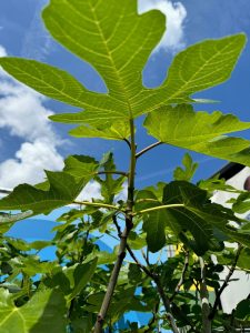 Drzewo figowe - Ficus carica - 220 cm - 30 lat