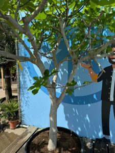 Drzewo figowe - Ficus carica - 220 cm - 30 lat