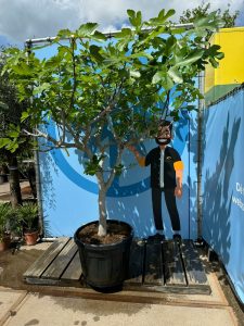 Drzewo figowe - Ficus carica - 220 cm - 30 lat