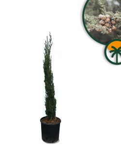 Cyprys włoski Totem - 120 cm