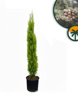 Cyprys włoski Totem - Cupressus sempervirens - 130-150 cm