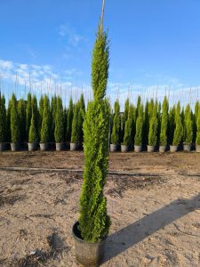Cyprys włoski Totem - Cupressus sempervirens - 130-150 cm