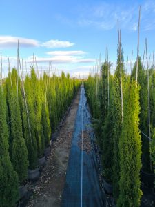 Cyprys włoski Totem - Cupressus sempervirens - 130-150 cm