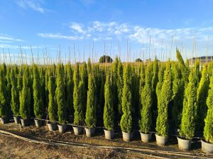 Cyprys włoski Totem - Cupressus sempervirens - 130-150 cm