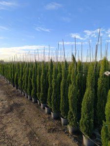 Cyprys włoski Totem - Cupressus sempervirens - 130-150 cm
