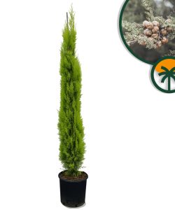 Cyprys Włoski Totem - 150-170 cm