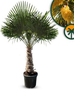 Palma - Trachycarpus fortunei - wysokość pnia 60-80 cm
