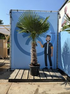 Palma - Trachycarpus fortunei - wysokość pnia 60-80 cm