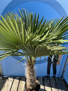 Palma - Trachycarpus fortunei - wysokość pnia 60-80 cm