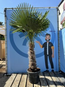 Palma - Trachycarpus fortunei - wysokość pnia 60-80 cm