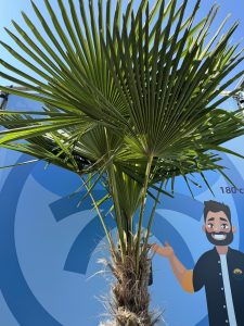 Palma - Trachycarpus fortunei - wysokość pnia 60-80 cm