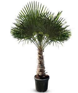 Palma - Trachycarpus fortunei - wysokość pnia 60-80 cm