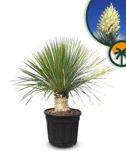 Palma - Yucca rostrata - wysokość pnia 20-30 cm